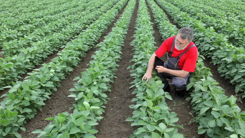 farmer with soybean plants