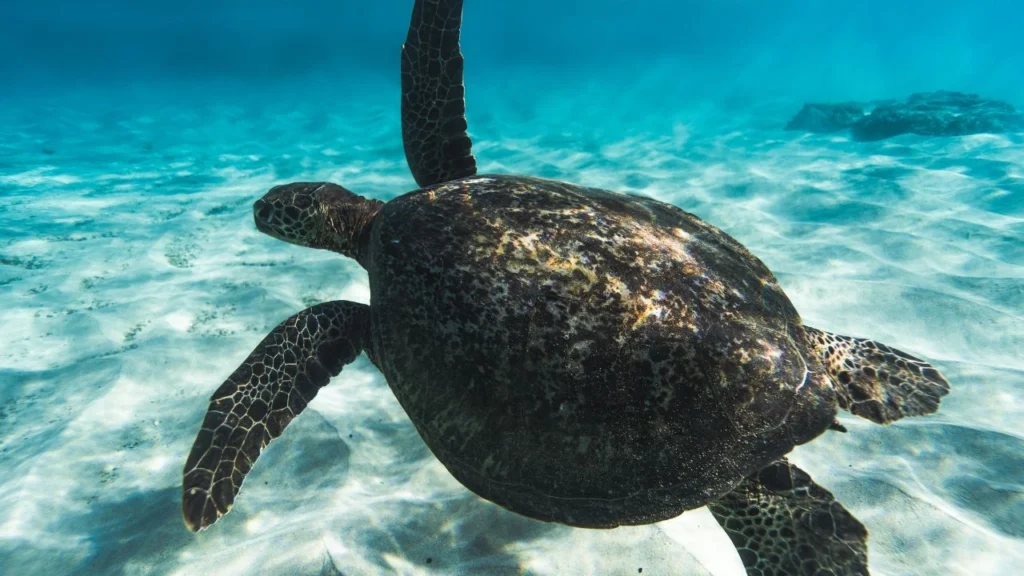 Big turtle floating in the deep sea
