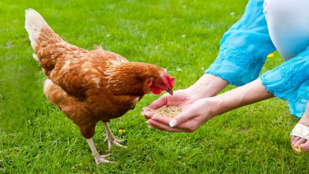 Woman hand-feeds-free-range chicken