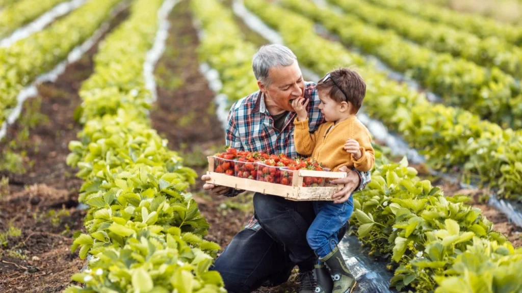 Grandfather and child enjoy strawberries on farm-to-table field.
